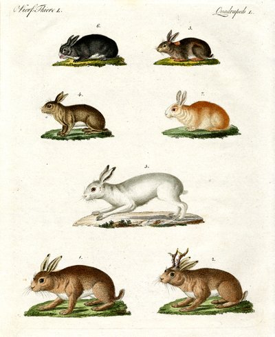 Liebres y conejos de German School