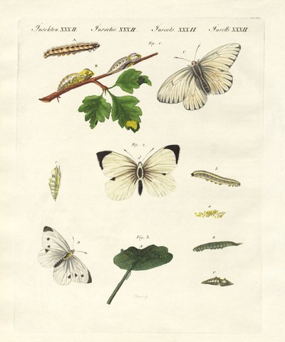 Mariposas dañinas de German School