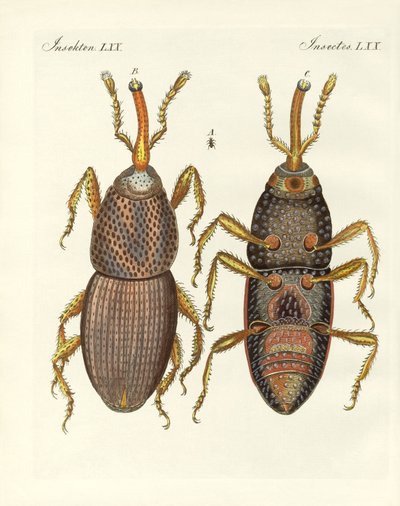 Insectos dañinos de German School