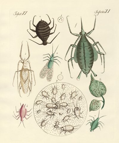 Insectos dañinos de German School