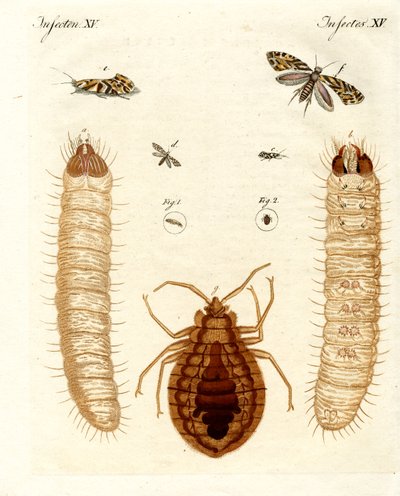 Insectos dañinos de German School