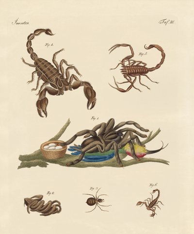 Insectos dañinos de países cálidos de German School