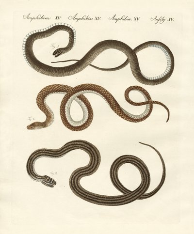 Serpiente inofensiva de German School
