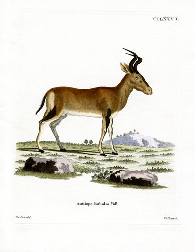 Hartebeest de German School