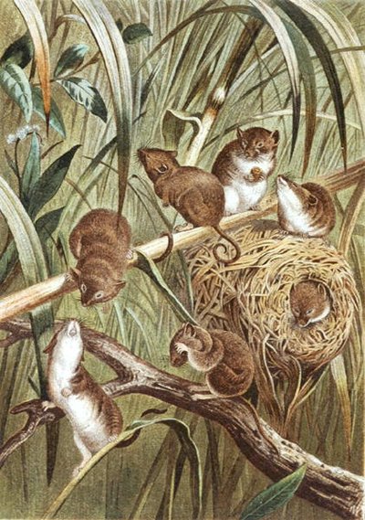 Ratón de cosecha, lámina de 