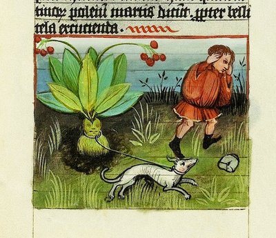 Cosecha de Mandrágora, De Rerum Naturis - Rabanus Maurus, c.1425 (gouache sobre vitela) de German School