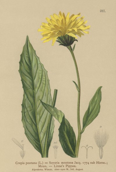 Crepis (Crepis bocconi, Crepis pontana, Crepis montana, Hieracium montanum, Soyeria montana) de German School