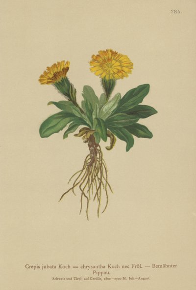 Crepis (Crepis jubata, Crepis rhaetica) de German School