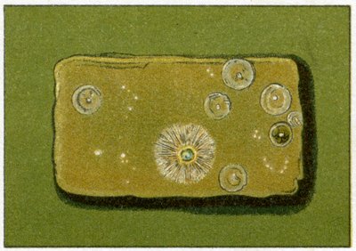 Niveles saludables de bacterias en el agua potable, c.1890 de German School