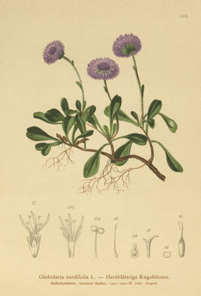 Margarita de globo de hoja de corazón (Globularia cordifolia) de German School