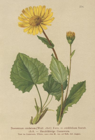 Matacabras de hoja de corazón (Doronicum cordatum, Doronicum cordifolium, Aronicum cordatum) de German School