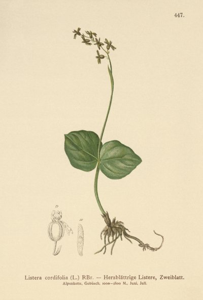 Twayblade de Hojas Corazón (Listera cordata, Listera cordifolia, Neottia cordata) de German School