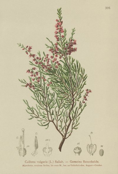 Brezo (Calluna vulgaris) de German School