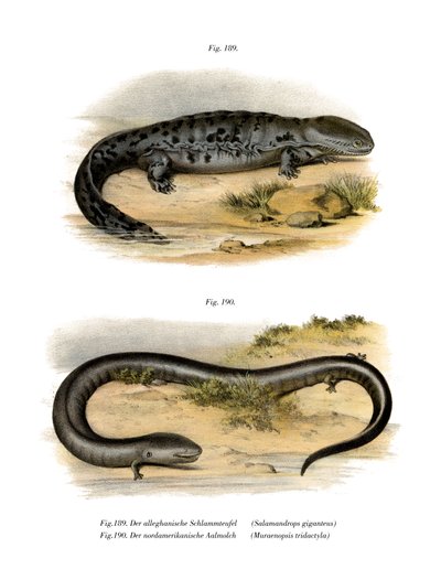 Hellbender de German School