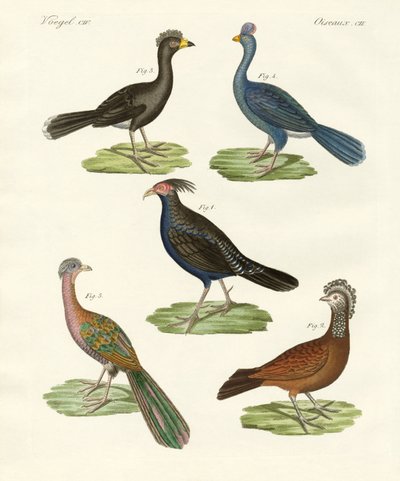 Aves similares a gallinas de países cálidos de German School