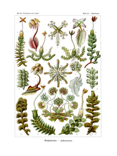 Hepaticae de German School