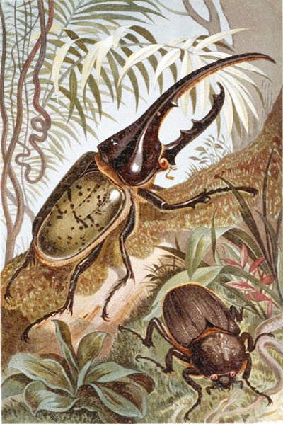 Escarabajo Hércules, lámina de "Brehms Tierleben: Allgemeine Kunde des Tierreichs", vol.9, p.99, publicado por Bibliographisches Institut de German School