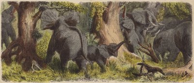 Manada de elefantes en una jungla africana de German School