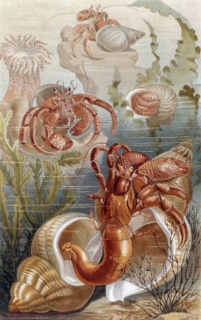 Cangrejos ermitaños, lámina de Brehms Tierleben: Allgemeine Kunde des Tierreichs, vol.10, p.38, publicado por Bibliographisches Institut, 1893 de German School