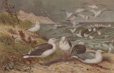 Gaviota argéntea y gaviota sombría, lámina de Brehms Tierleben: Allgemeine Kunde des Tierreichs, vol.6, p.108, publicada por Bibliographisches Institut, 1892 de German School