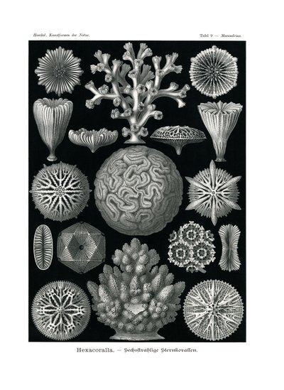 Hexacoralla, 1899-1904 de German School