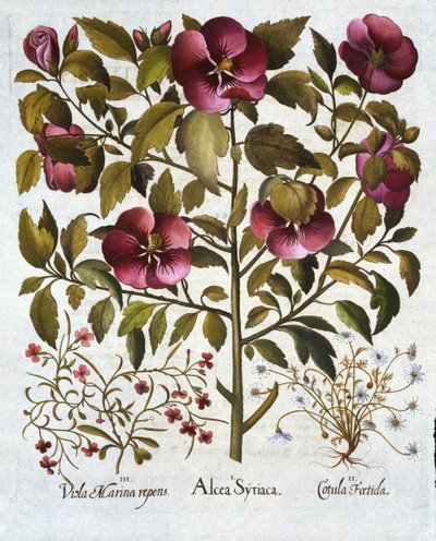 Hibiscus syriacus, Manzanilla Apestosa, de Hortus Eystettensis, por Basil Besler, pub. 1613 de German School