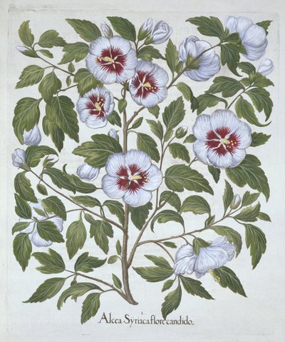 Hibiscus syriacus, de Hortus Eystettensis, por Basil Besler (1561-1629), pub. 1613 de German School