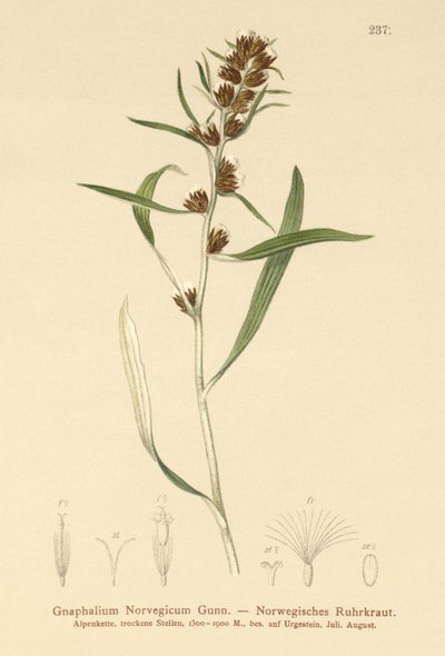Hierba de cudweed de las tierras altas (Gnaphalium norvegicum) de German School