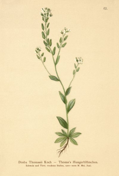 Draba tomentosa (Draba thomasii) de German School