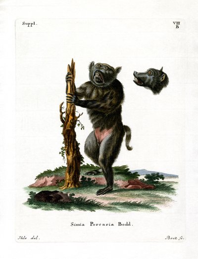 Babuino de Cara de Cerdo de German School