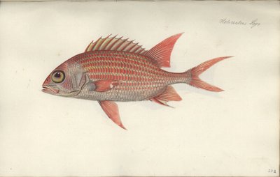 Holocentrus ascensionis, antes de 1790 de German School