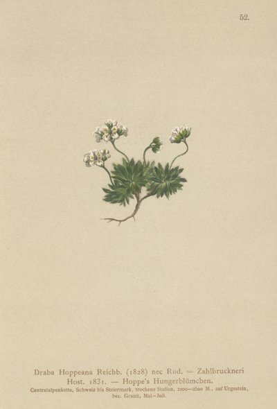 Draba de Hoppe (Draba hoppeana, Draba zahlbruckneri) de German School