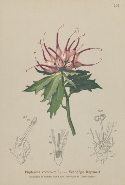 Rampion cornudo (Phyteuma comosum, Physoplexis comosa, Syntoma comosum) de German School