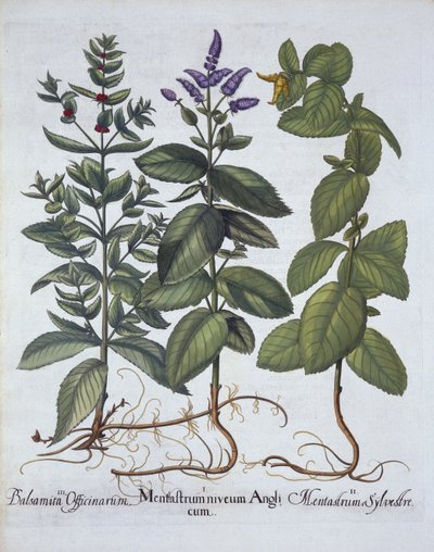 Menta de Caballo y Menta Verde, de Hortus Eystettensis, por Basil Besler (1561-1629), pub. 1613 de German School
