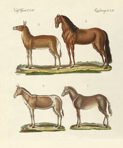Caballos y burros de German School