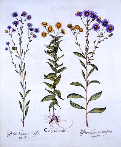 Hierba de Caballo, Hierba de Mantequilla y Margaritas Europeas de Michaelmas, de Hortus Eystettensis, por Basil Besler, pub. 1613 de German School