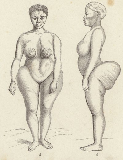Venus hotentote de German School