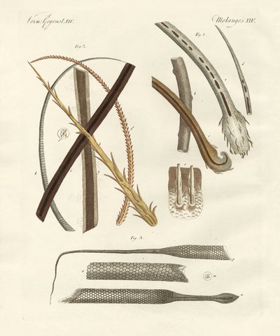 Cabellos humanos y animales de German School