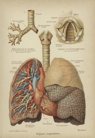 Órganos respiratorios humanos de German School