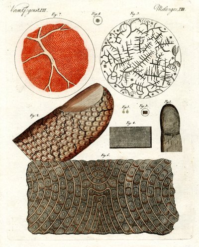 Piel y sangre humana de German School