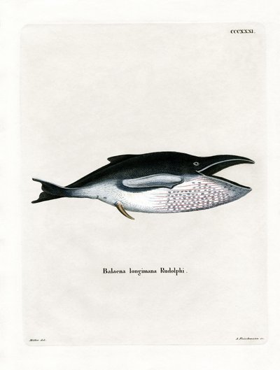 Ballena jorobada de German School