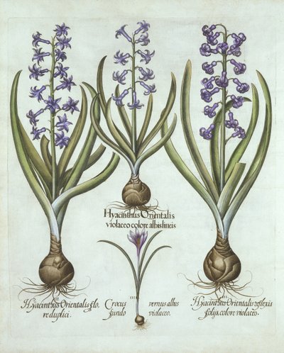 Jacintos y un Crocus de otoño, de Hortus Eystettensis, por Basil Besler (1561-1629), pub. 1613 de German School