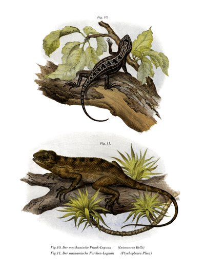Iguana de German School
