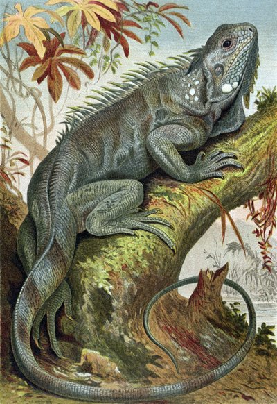 Iguana, lámina de Brehms Tierleben: Allgemeine Kunde des Tierreichs, vol.7, p.88, publicado por Bibliographisches Institut, 1892 de German School