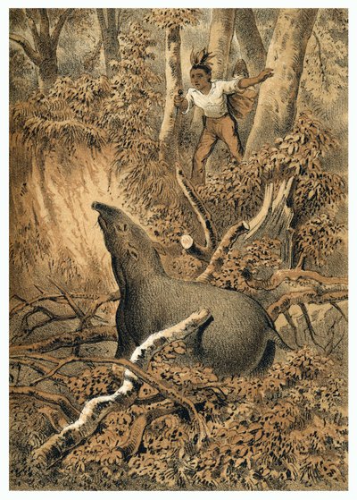 Ilustración, caza de tapires por indígenas en la selva amazónica. En "De Bootslieden der Amazon-River", Karl Muller, Países Bajos de German School