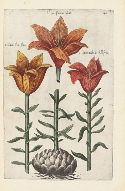 Ilustración de "Florilegium ... tractans de variis floribus et aliis indicis plantis as vivum delineatum in duabus partis et quatuor linguis concinnatum" por Emanuel Sweert, 1612-14 de German School