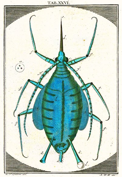 Ilustración de un áfido, Musement Microscopique, 1764 de German School