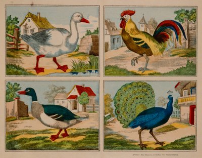 Ilustración que muestra un pato, ganso, pavo real y gallo, Neuruppiner Bilderbogen de German School