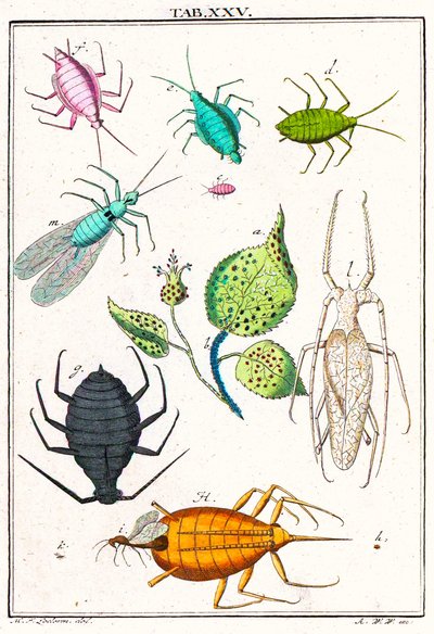 Ilustración que muestra varias plagas de jardín, Musement Microscopique, 1764 de German School