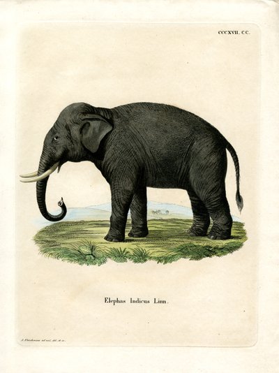 Elefante Indio de German School